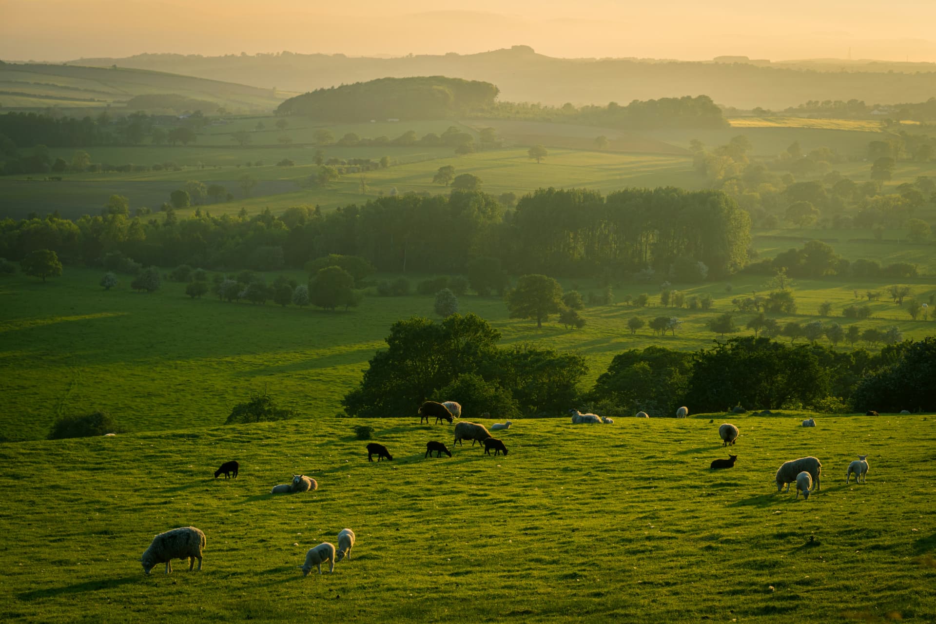 Sheep grazing together in a sunlit pasture