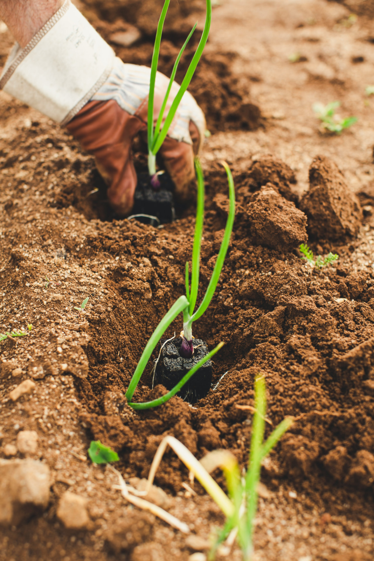 Gloved hands planting seedlings in the soil
