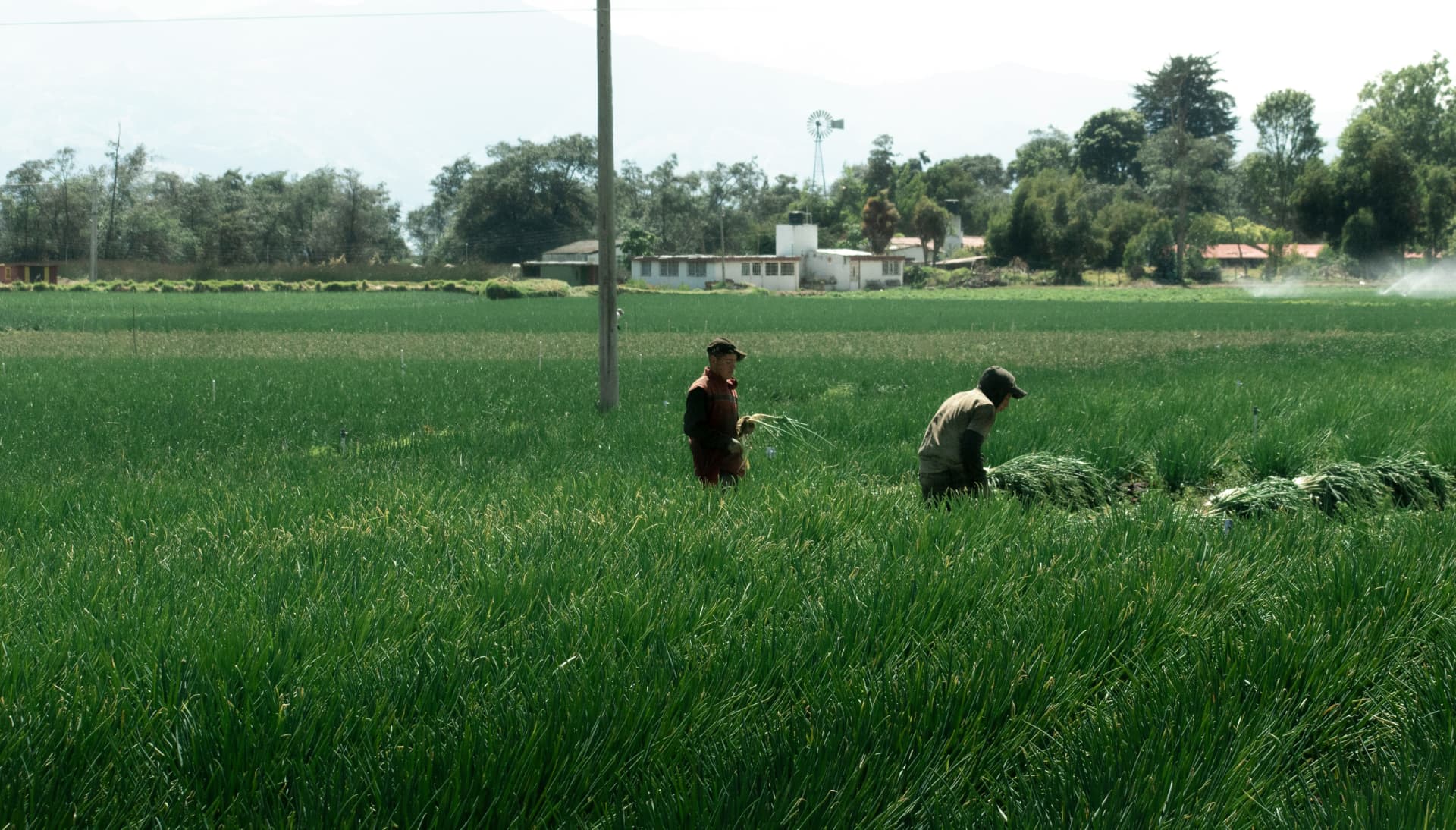 Farmers working in a lush green field