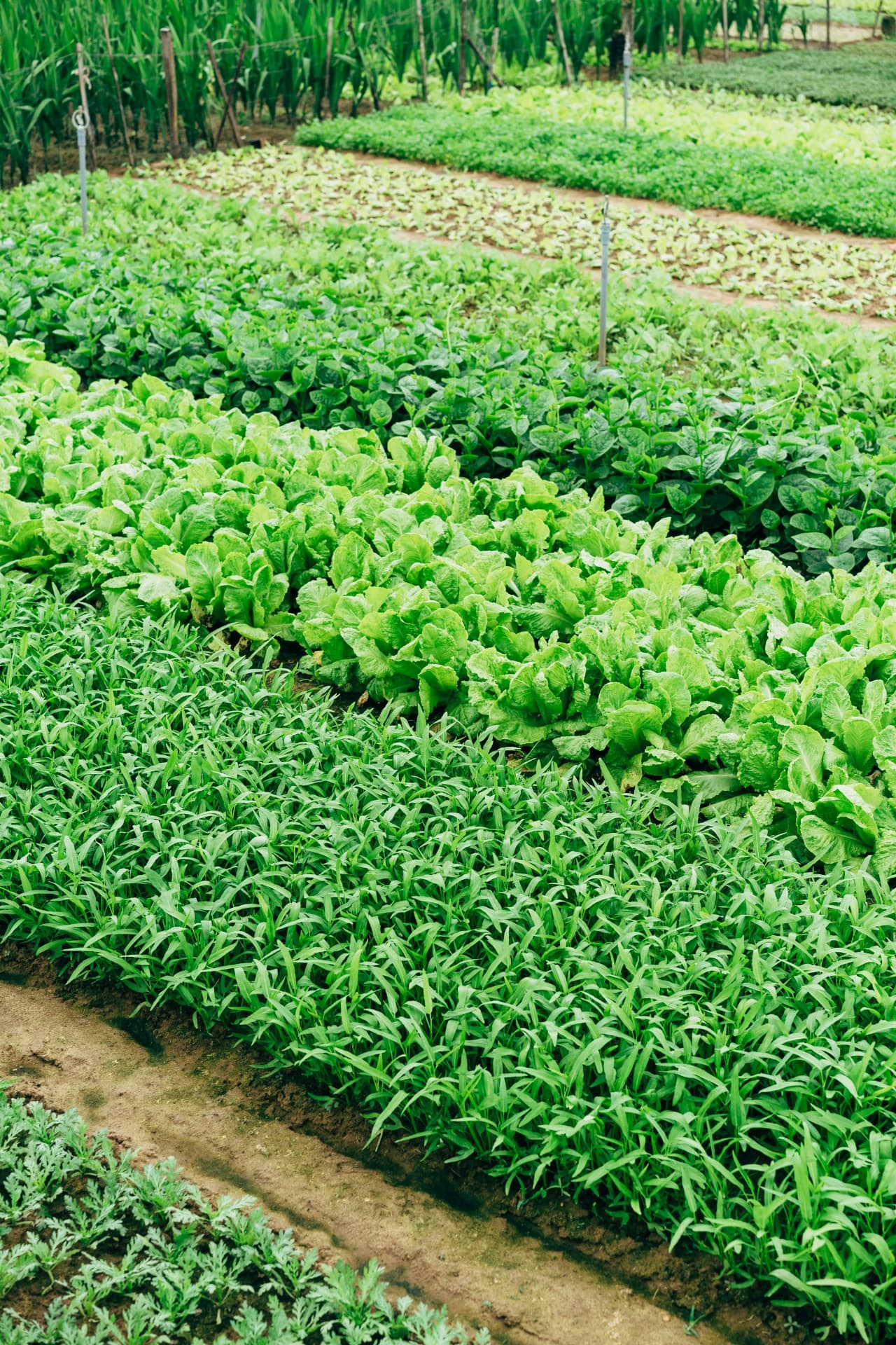 Crops growing in rows on a working farm